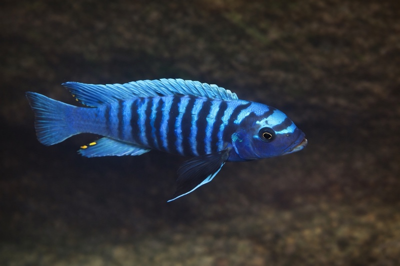 Maylandia tarakiki 'Ngkuyo Island'